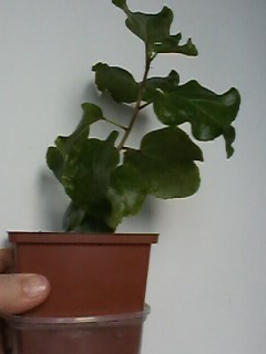 IMG00280.jpg