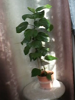IMG00286.jpg