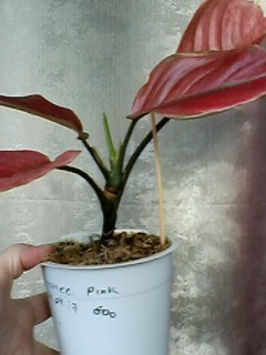 IMG00292.jpg
