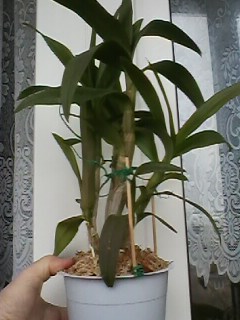 IMG00296.jpg