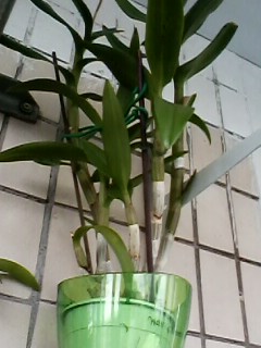 IMG00306.jpg