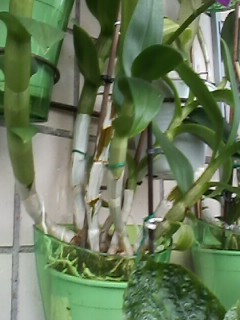 IMG00309.jpg