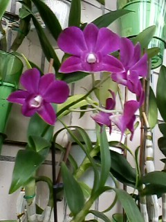 IMG00307.jpg