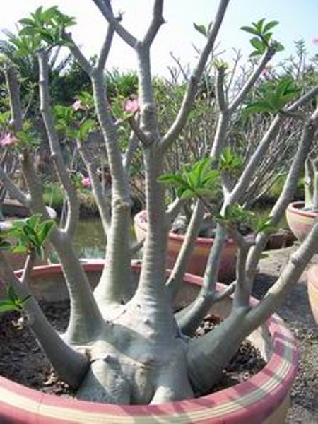 Arabicum (Yemen).jpg