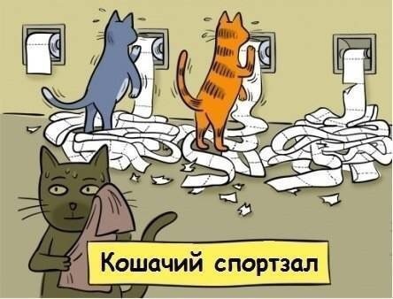 кошачий спортзал.jpg