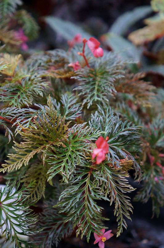 Begonia bipinatifida.jpg