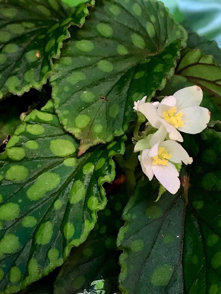 Begonia chlorosticta Red form (Rare Mayalsian species).jpg