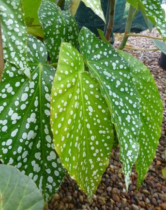 Begonia 'Comte de Lesseps'.jpg