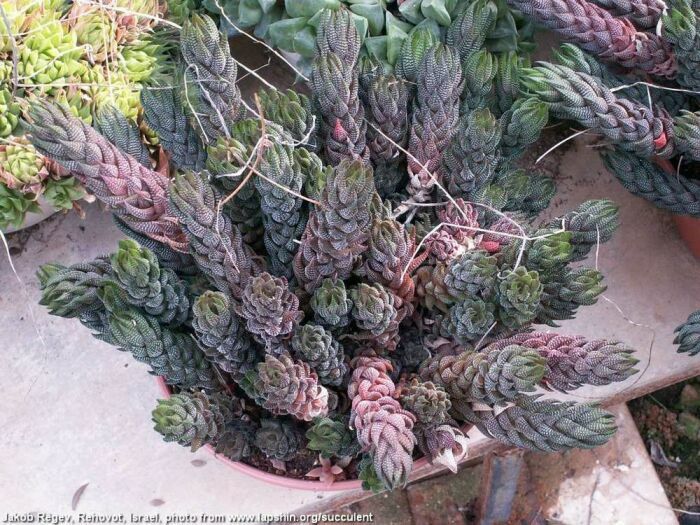 Haworthia reinwardtii.jpg