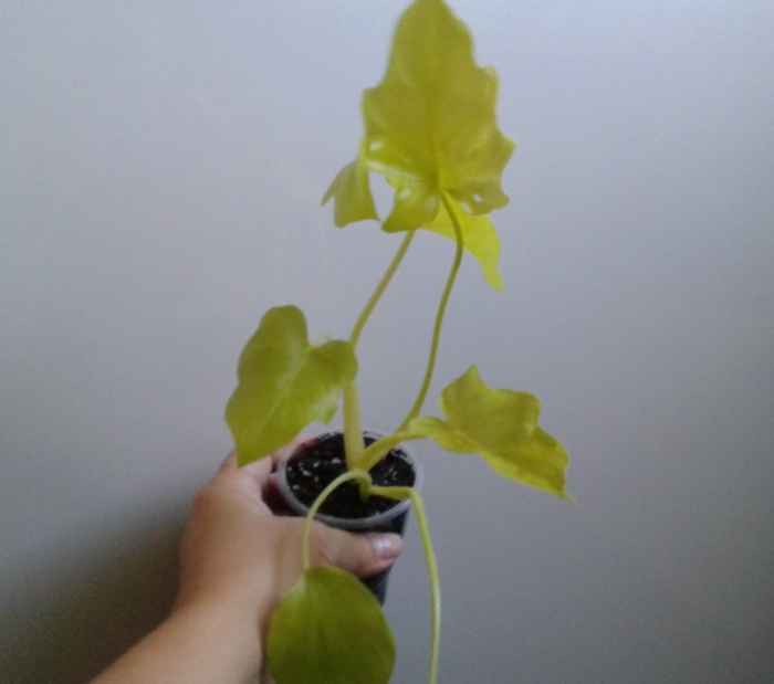 20180930_151441.jpg