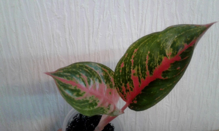 20180930_151620.jpg