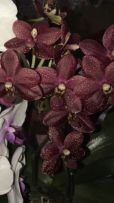 672802707_1_261x203_orhideya-falenopsis-dzhulias-aleksandriya.jpg