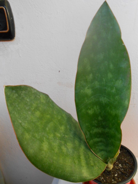 DSCN4551.JPG