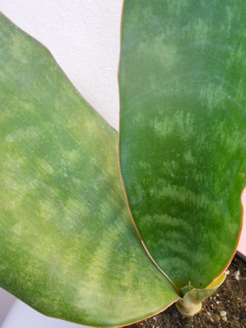 DSCN4553.JPG