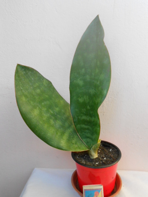 DSCN4552.JPG