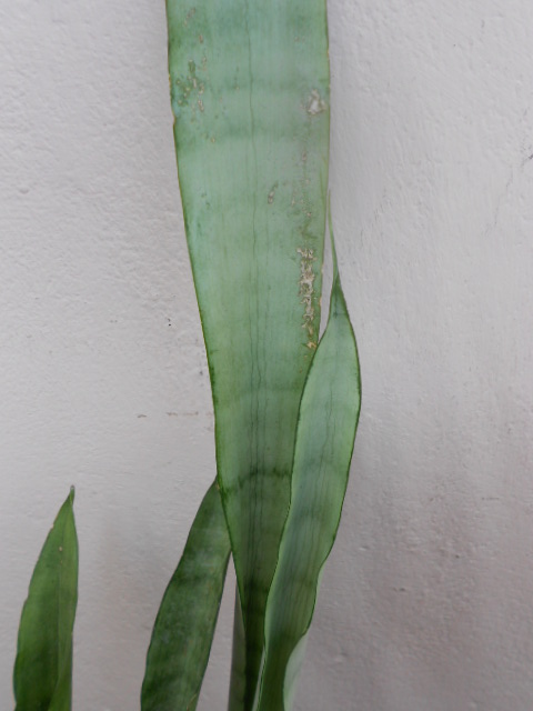 DSCN4283.JPG