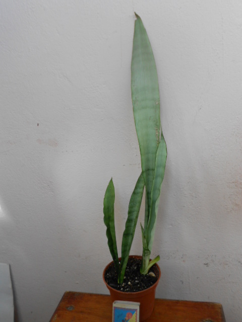 DSCN4285.JPG