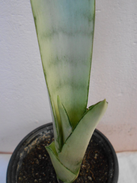 DSCN4505.JPG