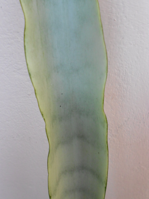 DSCN4504.JPG
