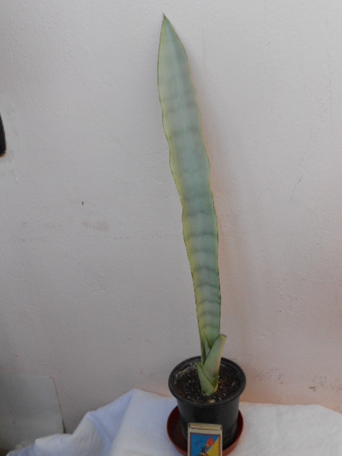 DSCN4506.JPG