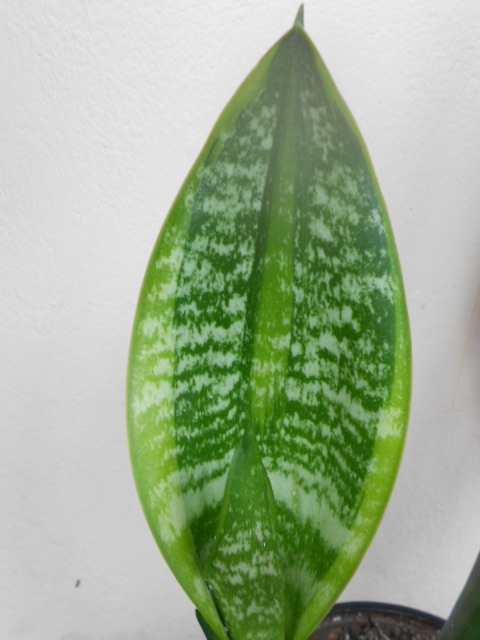 DSCN4219.JPG