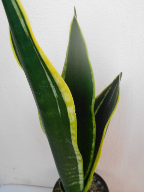 DSCN4630.JPG
