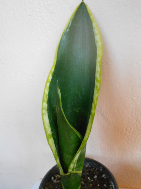 DSCN4633.JPG