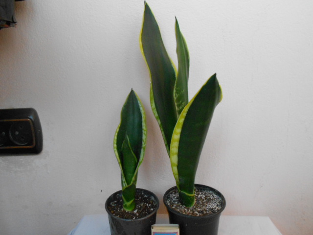 DSCN4636.JPG