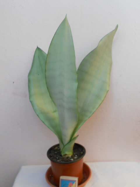 DSCN4563.JPG