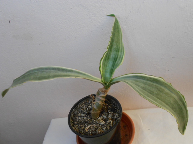 DSCN4559.JPG