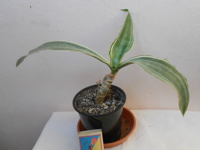 DSCN4561.JPG