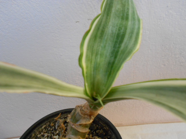 DSCN4560.JPG