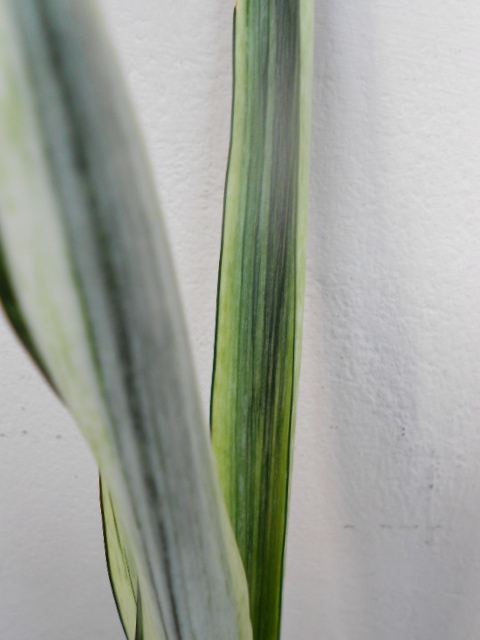 DSCN4618.JPG