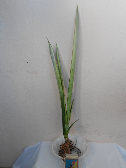 DSCN4619.JPG