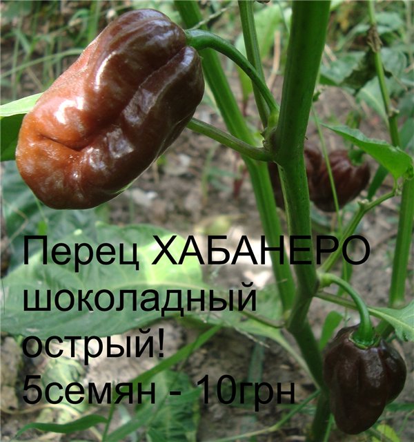 5b140c2d8f5e[1].jpg