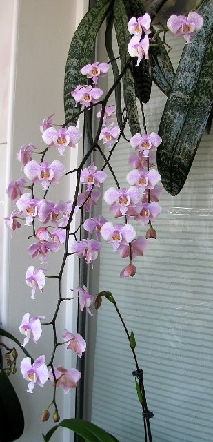 032_Коп.JPG