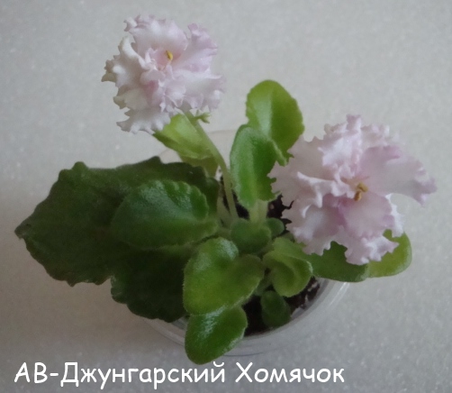 АВ-Джу хом кат.jpg