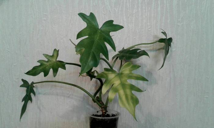 IMG-b555b70051bdbf217ca9d77cd1d4b8c8-V.jpg