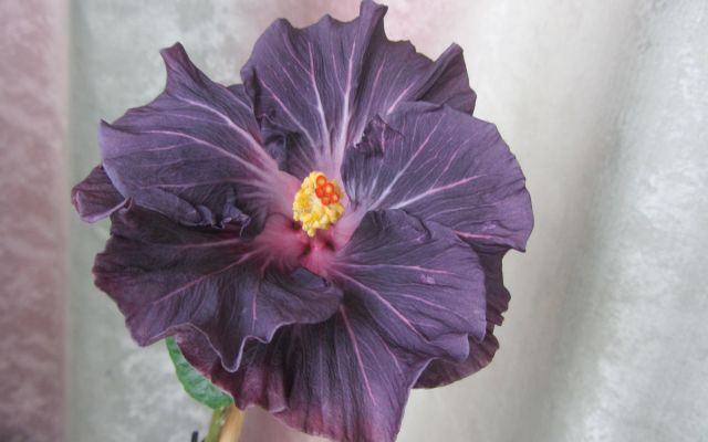 IMG_4412.jpg