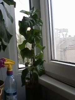 IMG00322.jpg