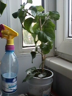 IMG00325.jpg