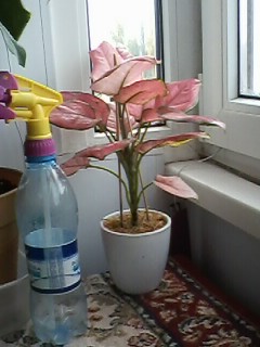 IMG00320.jpg