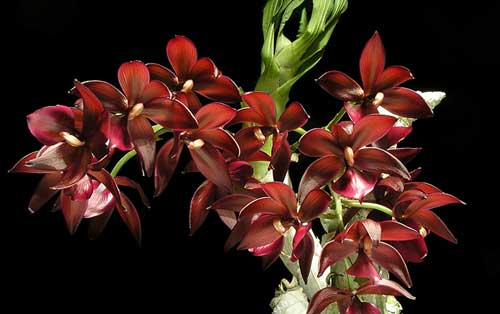 cycnodes-wine-delight-jem-foto-844.jpg