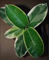 2018-10-15_211536.png