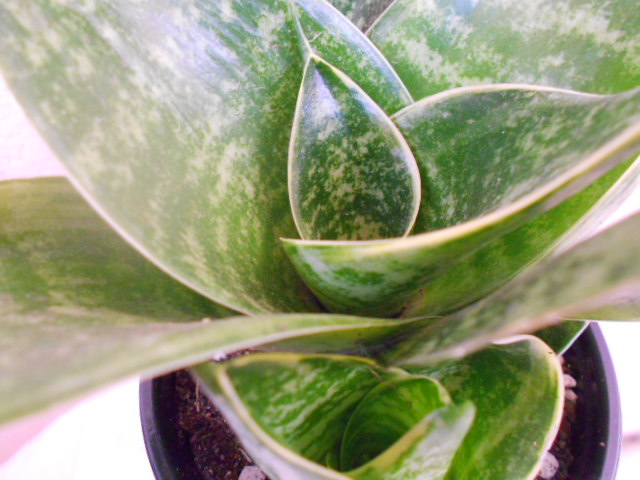 DSCN4946.JPG
