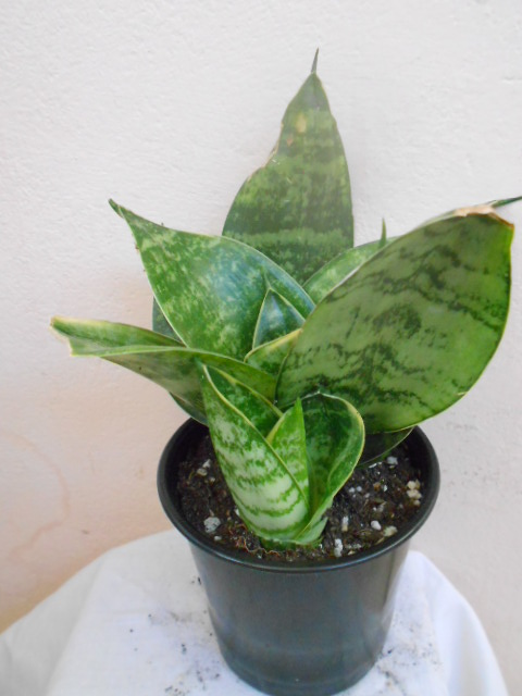 DSCN4947.JPG