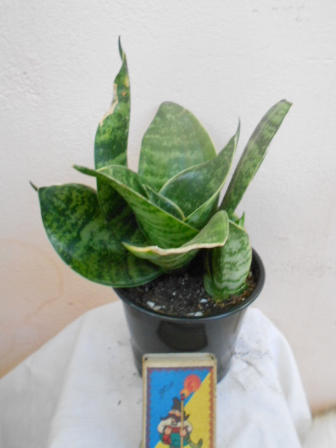 DSCN4948.JPG