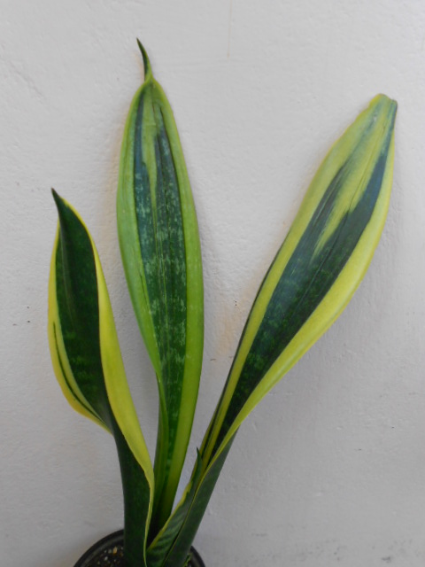 DSCN4933.JPG