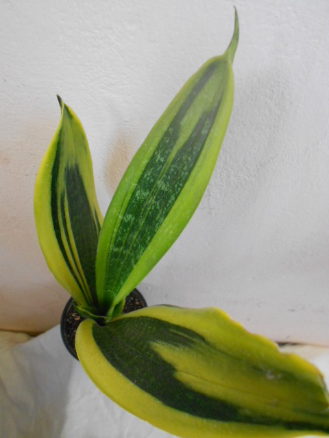DSCN4936.JPG