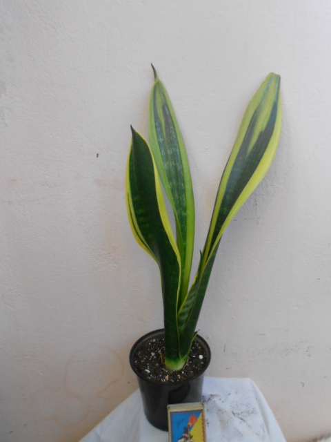 DSCN4937.JPG